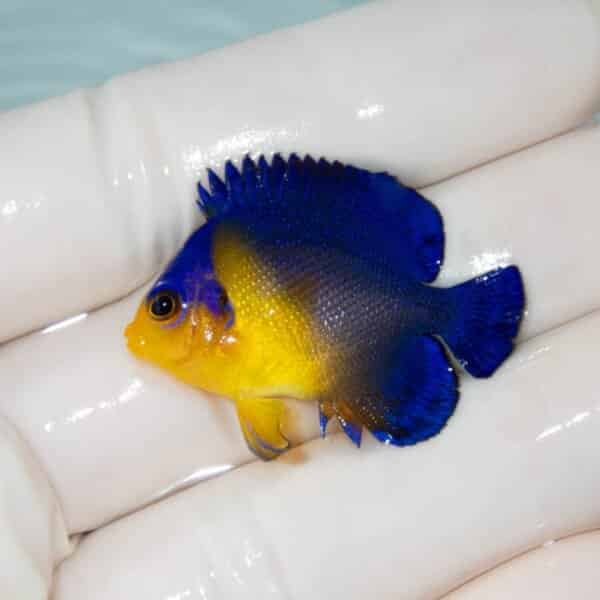 【現物7】スミレヤッコ 3.5cm±