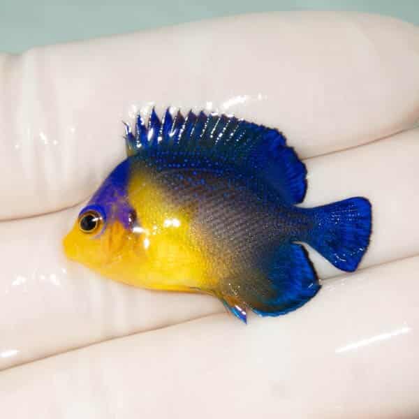 【現物22】スミレヤッコ 3.5cm±