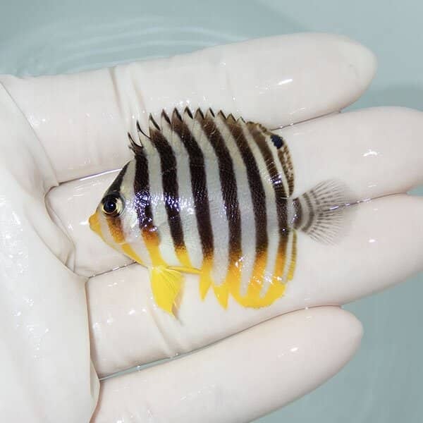【現物7】シマヤッコ 5cm±