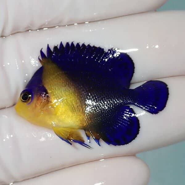 【現物8】スミレヤッコ 3.7cm±