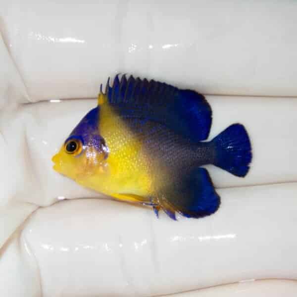 【現物8】スミレヤッコ 3.5cm±