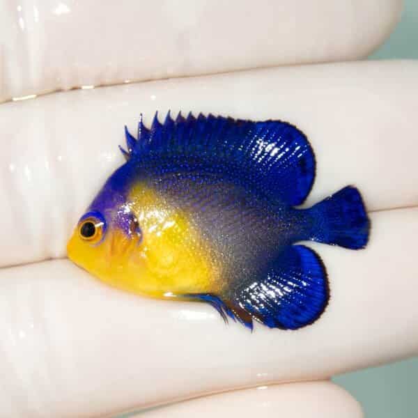 【現物23】スミレヤッコ 3.3cm±