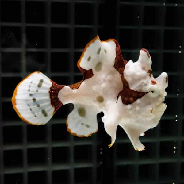 【現物8】クマドリカエルアンコウ 腕欠損 6.5cm