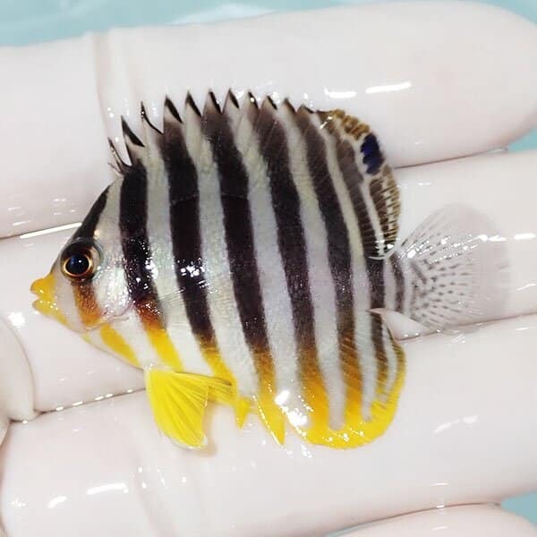 【現物9】シマヤッコ 4.5cm±