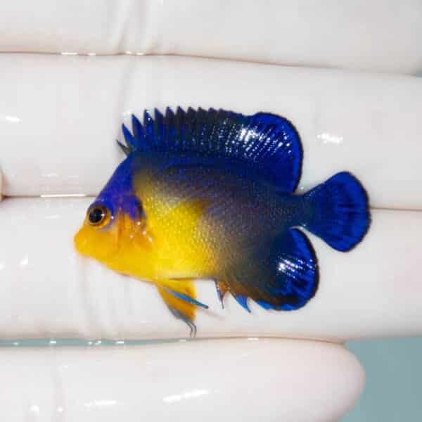 【現物9】スミレヤッコ 4cm±