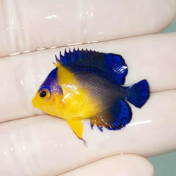 【現物24】スミレヤッコ 3.2cm±