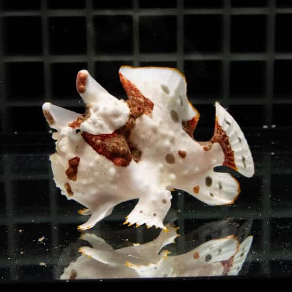 【現物9】クマドリカエルアンコウ 6cm