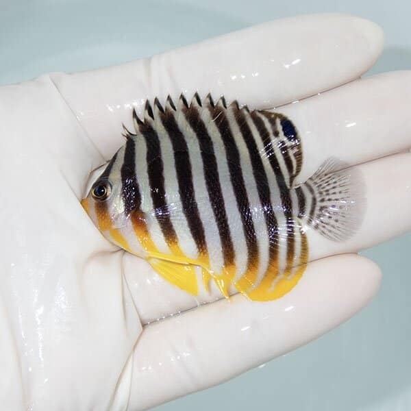 【現物9】シマヤッコ 6cm±