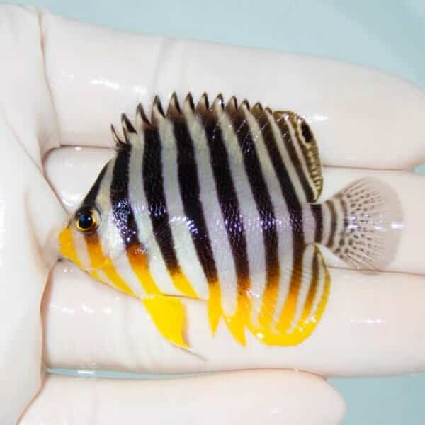 【現物10】シマヤッコ 5.5cm±