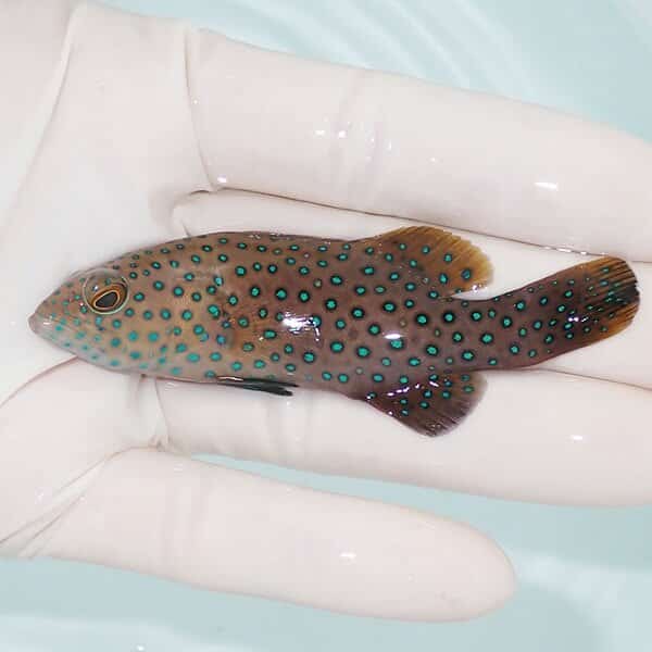 【現物】オオアオノメアラ 幼魚 8.5cm±