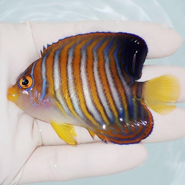 【現物1】ニシキヤッコ 8cm±