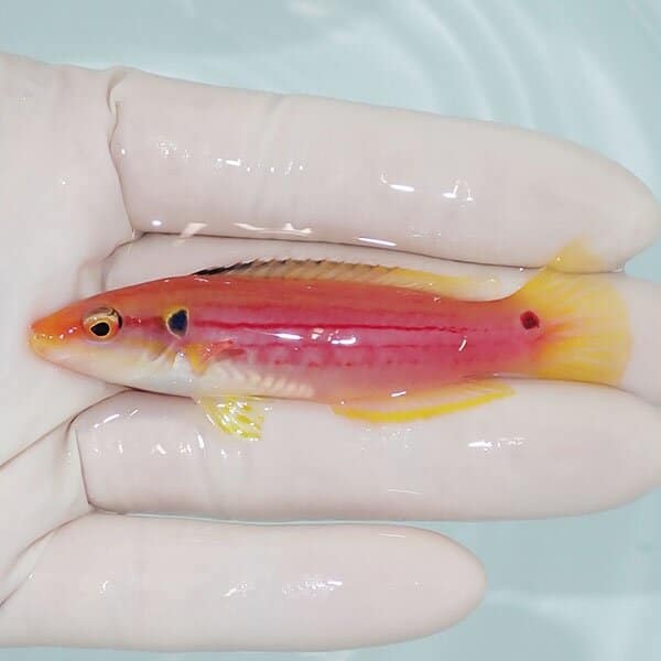 【現物1】フタホシキツネベラ 7.5cm