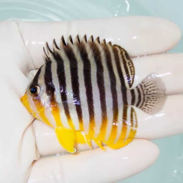 【現物1】シマヤッコ 6.2cm±