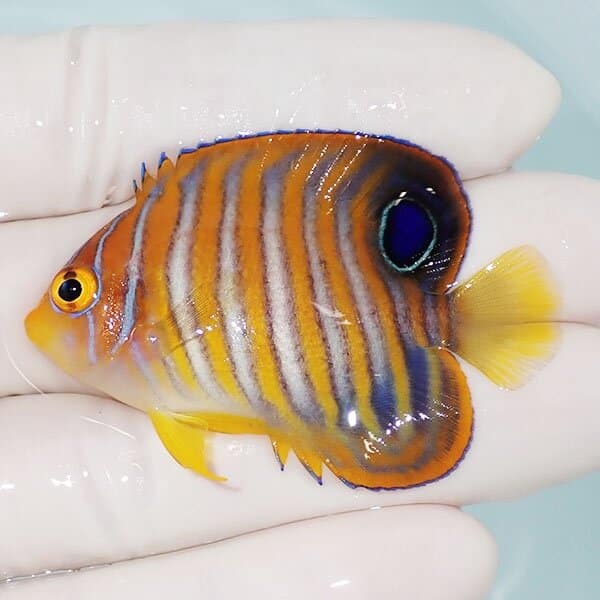 【現物2】ニシキヤッコ 5.5cm±