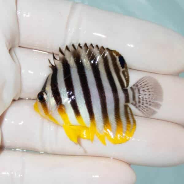 【現物2】シマヤッコ 4.7cm±