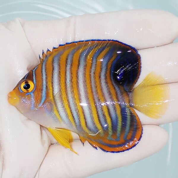 【現物3】ニシキヤッコ 7cm±
