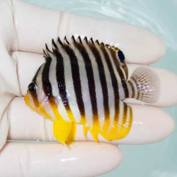 【現物3】シマヤッコ 6cm±