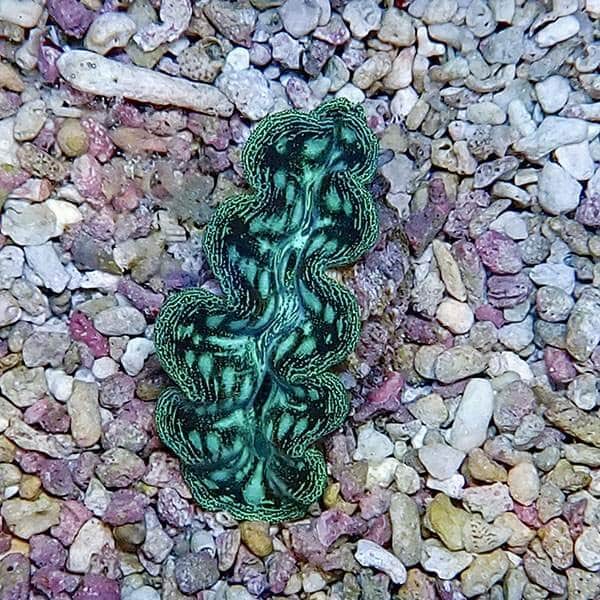 【サンゴ現物4】ヒメシャコガイ 5cm