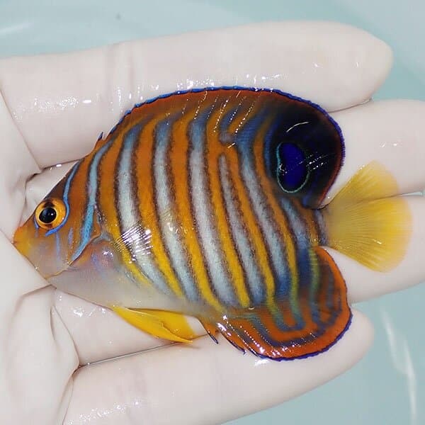【現物4】ニシキヤッコ 7cm±