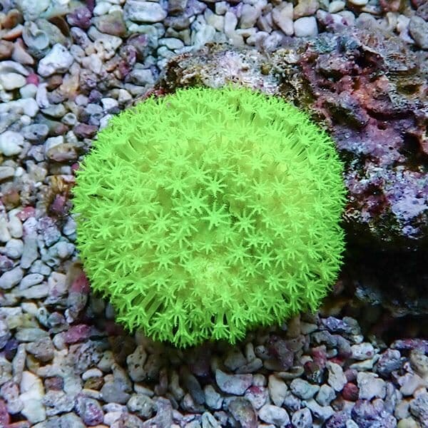 【サンゴ現物4】ウミキノコ メタリックグリーン 5-4cm