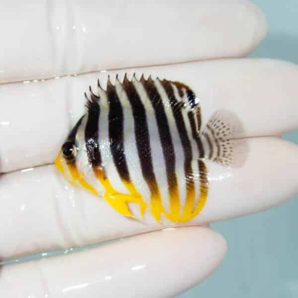 【現物4】シマヤッコ 5.5cm±