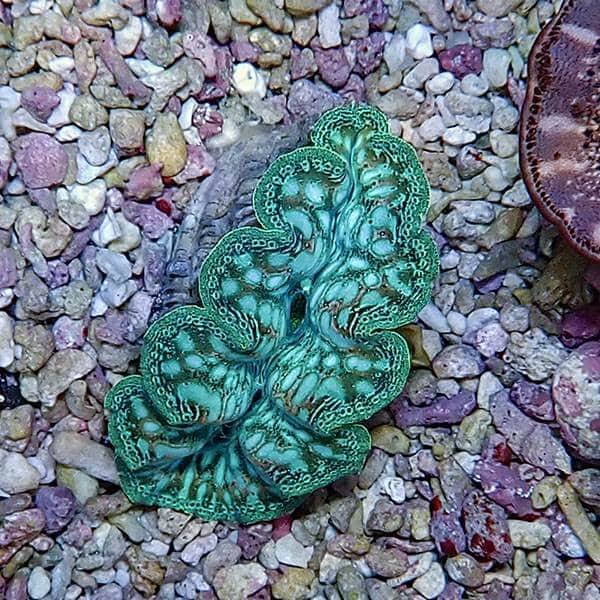 【サンゴ現物5】ヒメシャコガイ 5cm