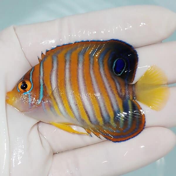 【現物5】ニシキヤッコ 6.5cm±