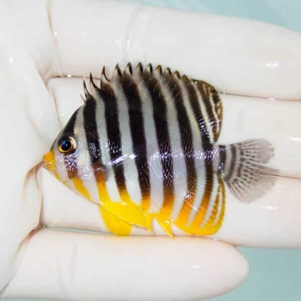 【現物5】シマヤッコ 尾欠け 5.5cm±