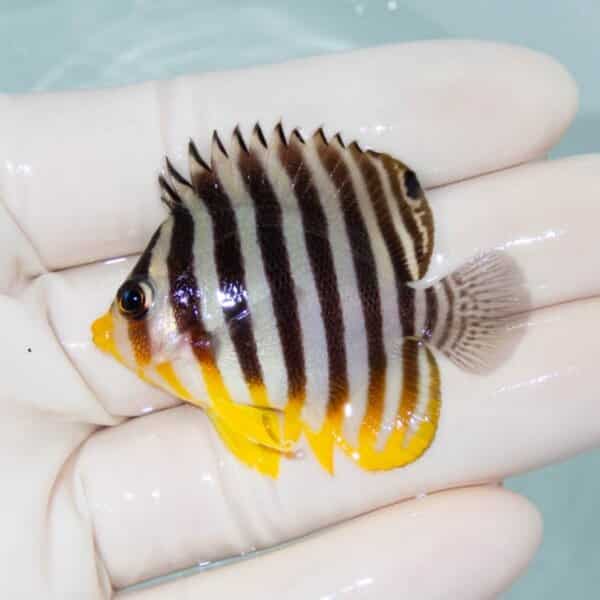 【現物6】シマヤッコ 5cm±