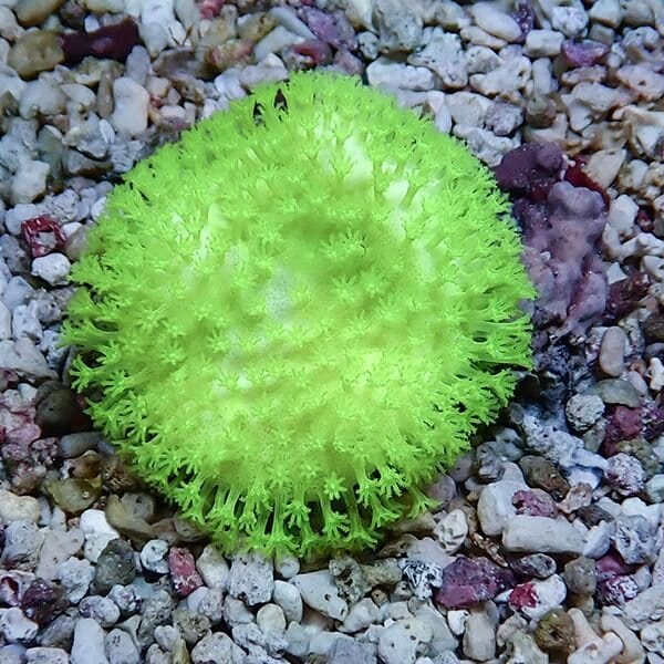 【サンゴ現物7】ウミキノコ メタリックグリーン 5-4cm