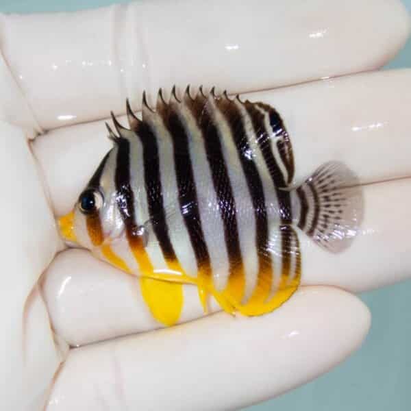 【現物7】シマヤッコ 4.8cm±