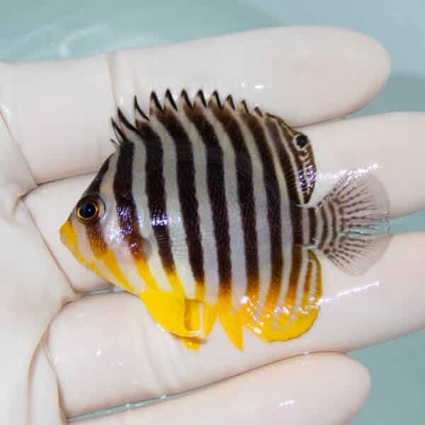 【現物8】シマヤッコ 5.7cm±
