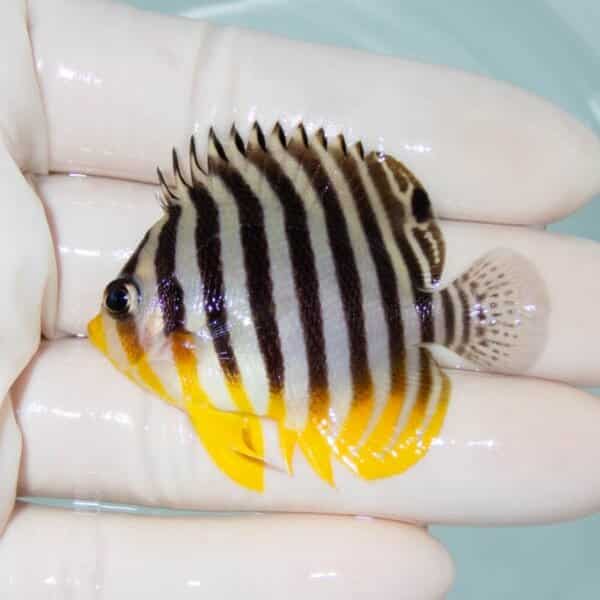 【現物9】シマヤッコ 5.5cm±