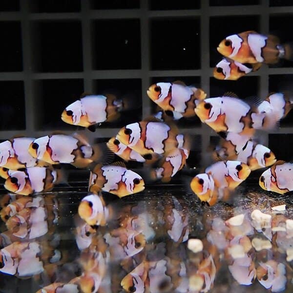 ブリード ブラックアイス【3匹セット】1～2cm±  個体指定不可