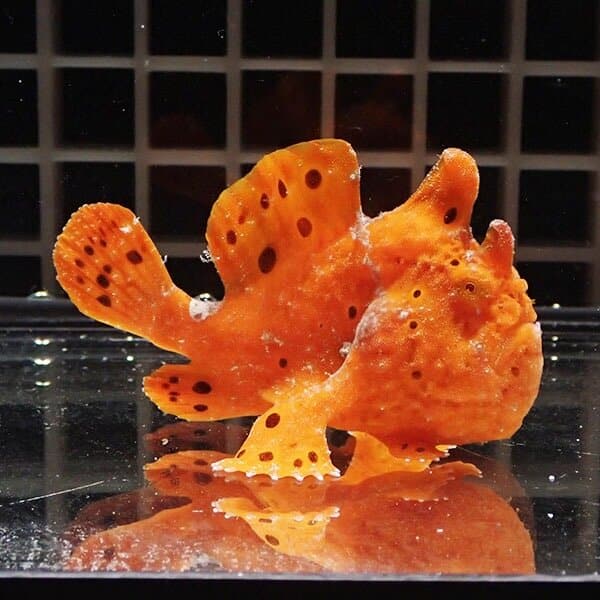 【現物11】イロカエルアンコウ 7cm