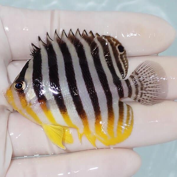 【現物11】シマヤッコ 6cm±