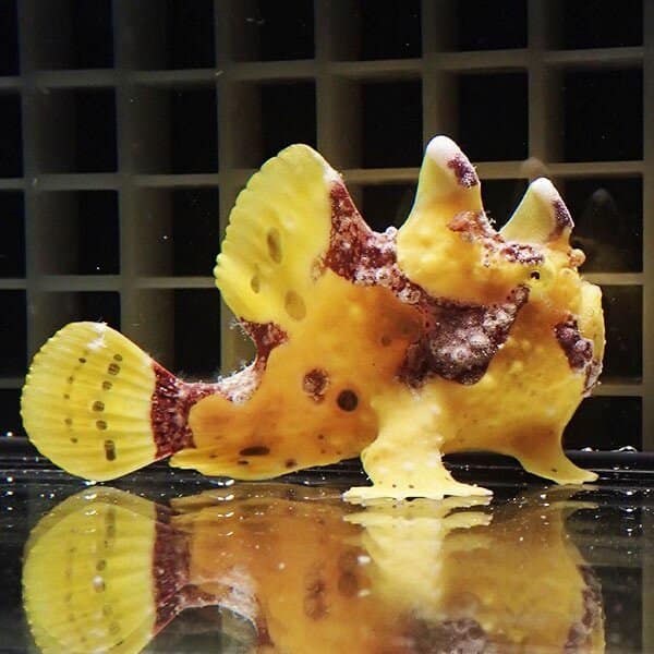【現物12】クマドリカエルアンコウ 7.5cm±