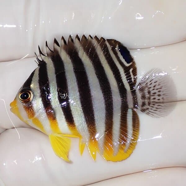 【現物12】シマヤッコ 4.3cm±
