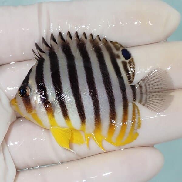 【現物14】シマヤッコ 5.5cm±