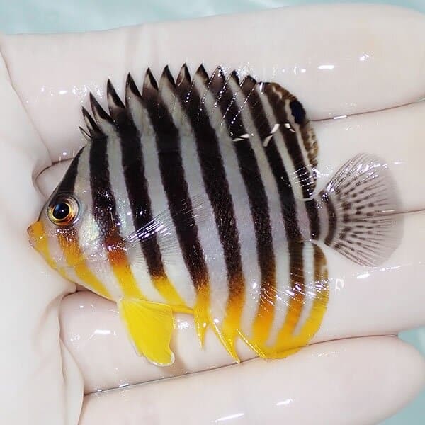 【現物1】シマヤッコ 5.5cm±