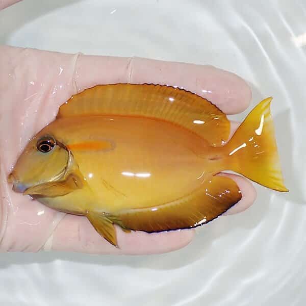 【現物】モンツキハギbig 11cm±