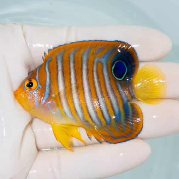 【現物1】ニシキヤッコ 7cm±
