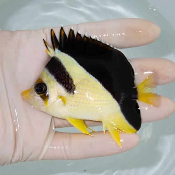 【現物1】バーゲスバタフライ 8.5cm±