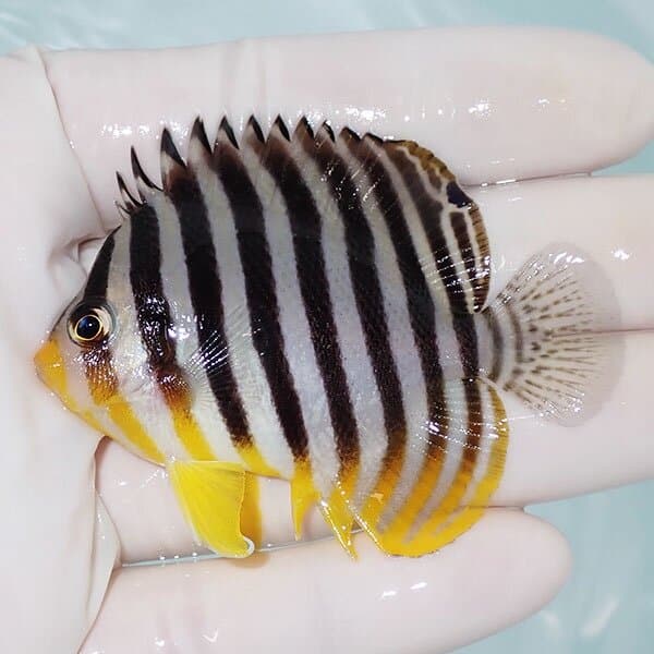 【現物2】シマヤッコ 6.5cm±