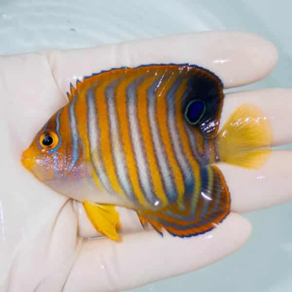 【現物2】ニシキヤッコ 7.5cm±