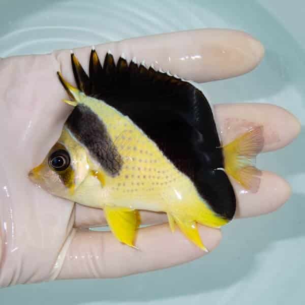 【現物2】バーゲスバタフライ 8cm±