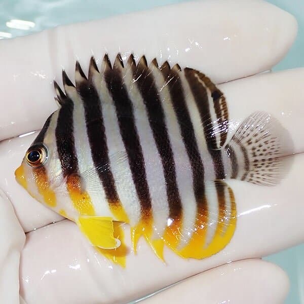 【現物4】シマヤッコ 5.5cm±