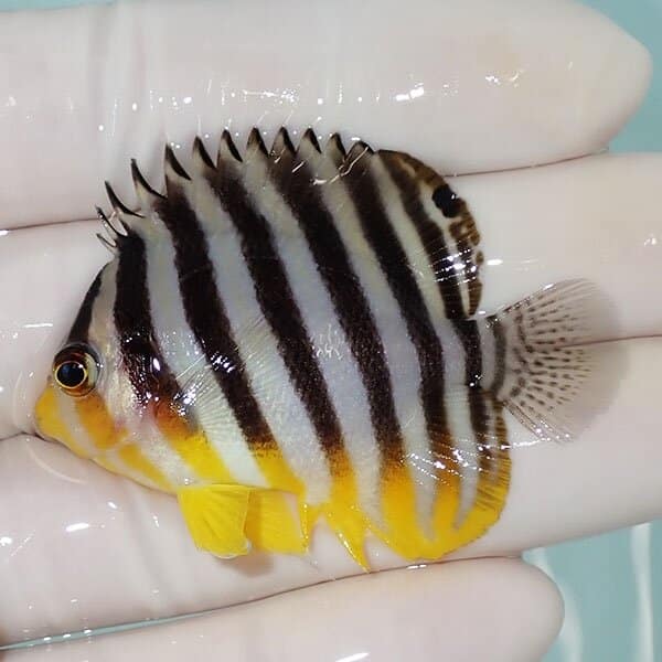 【現物5】シマヤッコ 5.2cm±