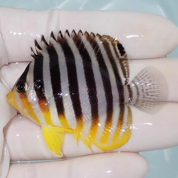 【現物6】シマヤッコ 5.7cm±