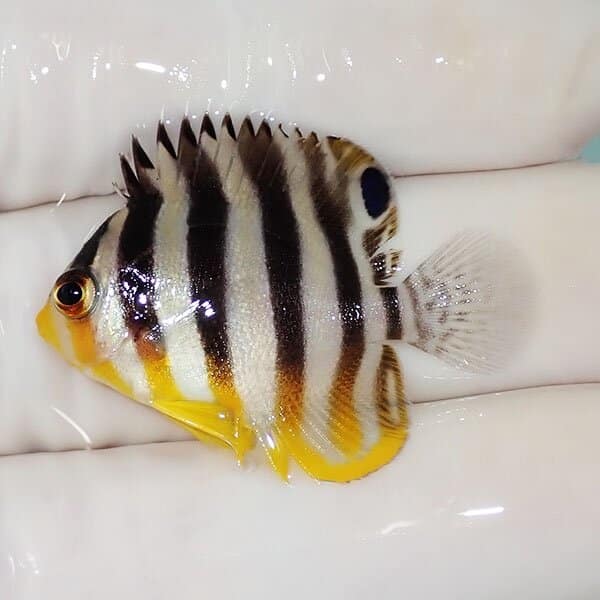 【現物7】シマヤッコ 3.3cm±
